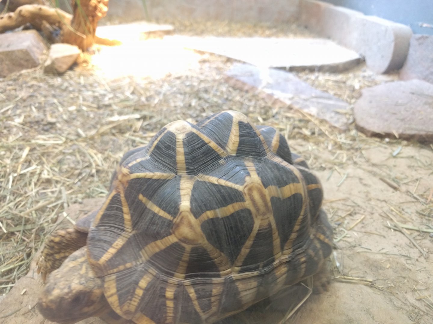 Star Tortoise