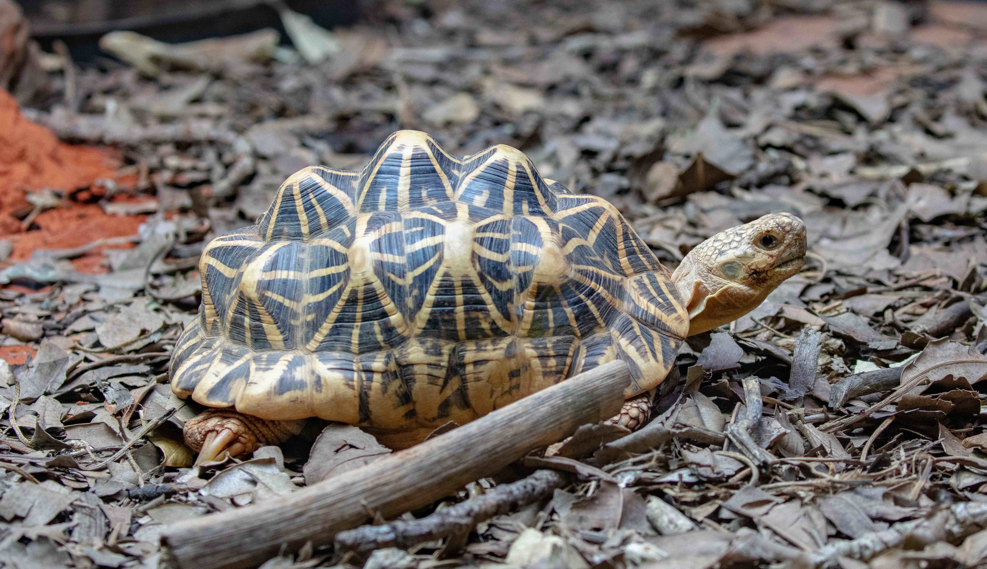 Star Tortoise