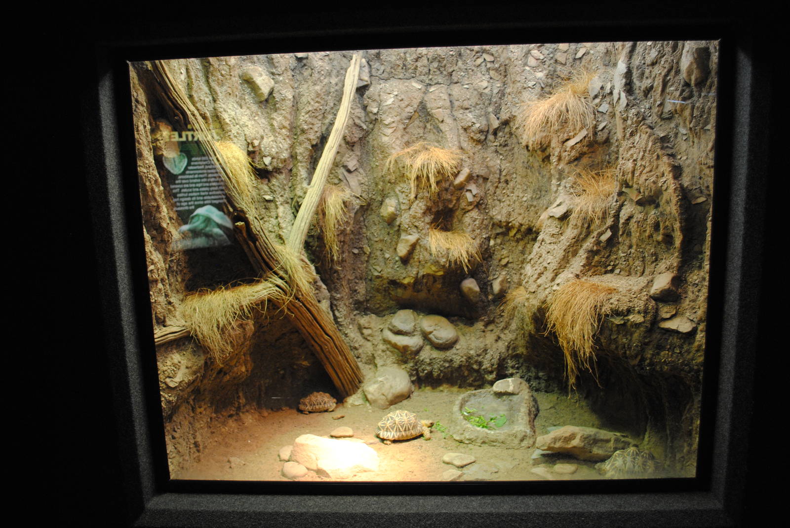 Star Tortoises (Geochelone elegans) Exhibit (Main Gallery)