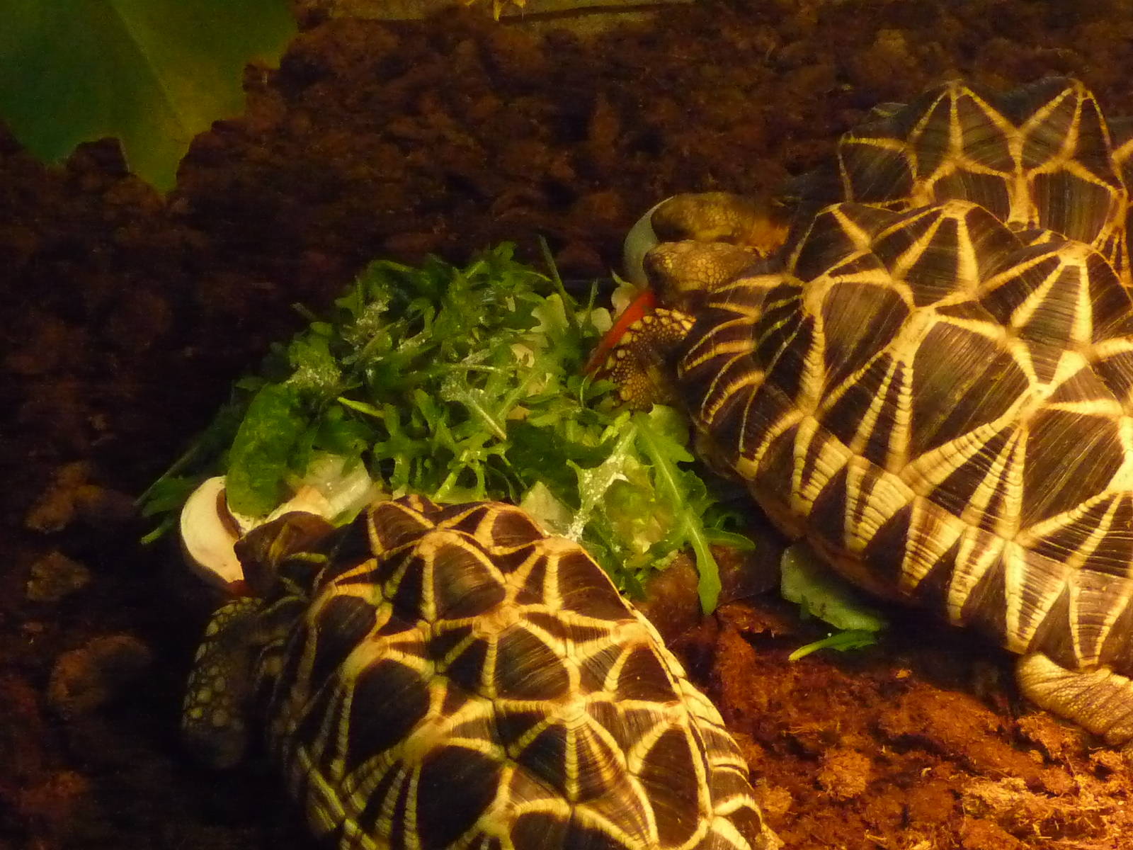 Star Tortoises