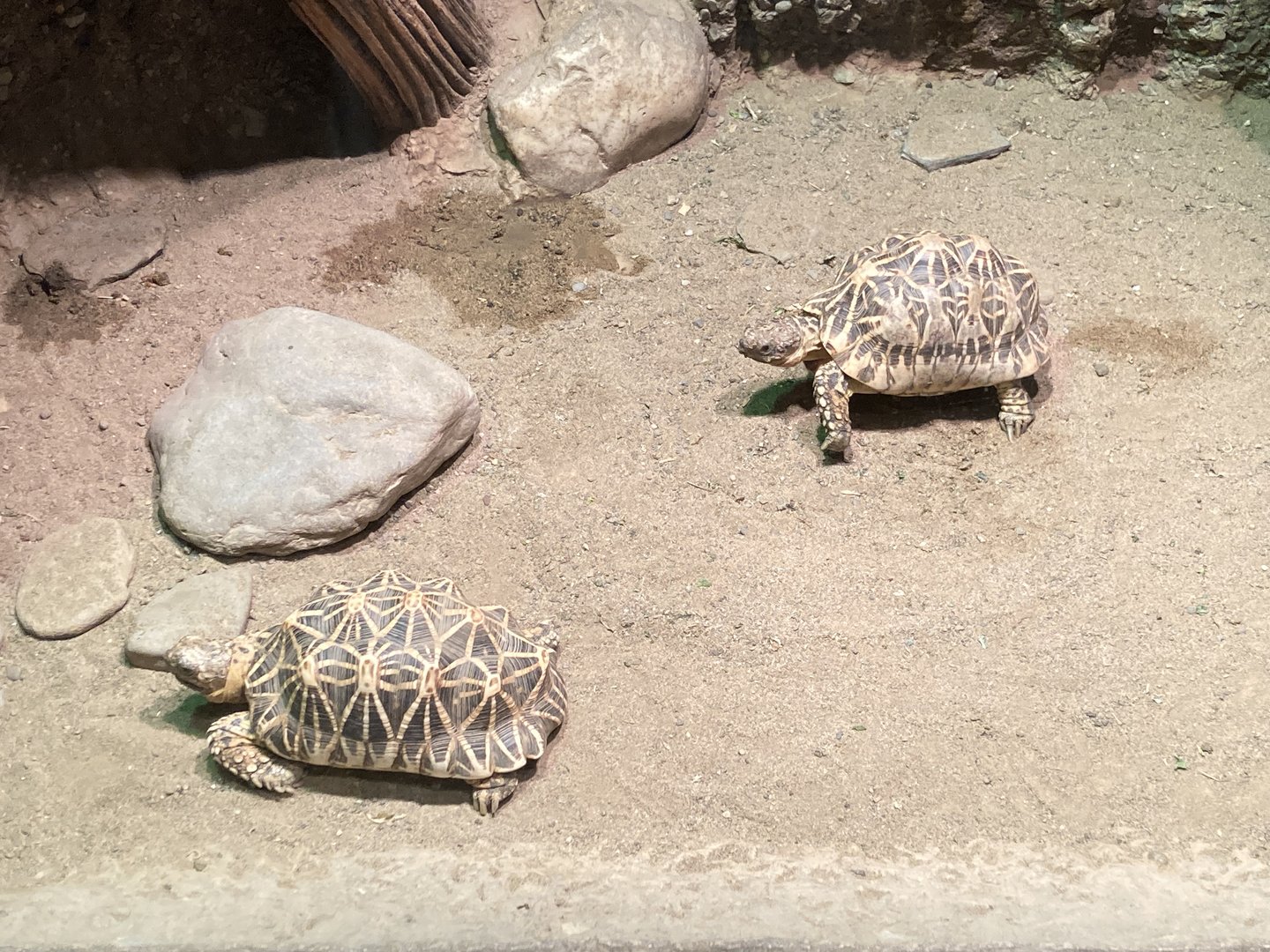 Star Tortoises