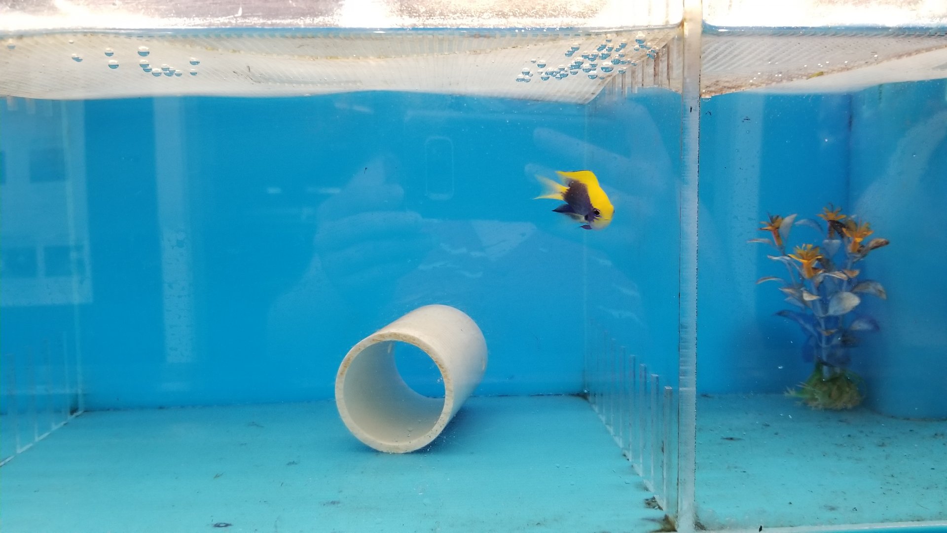 Starck's damsel, Chrysiptera starcki