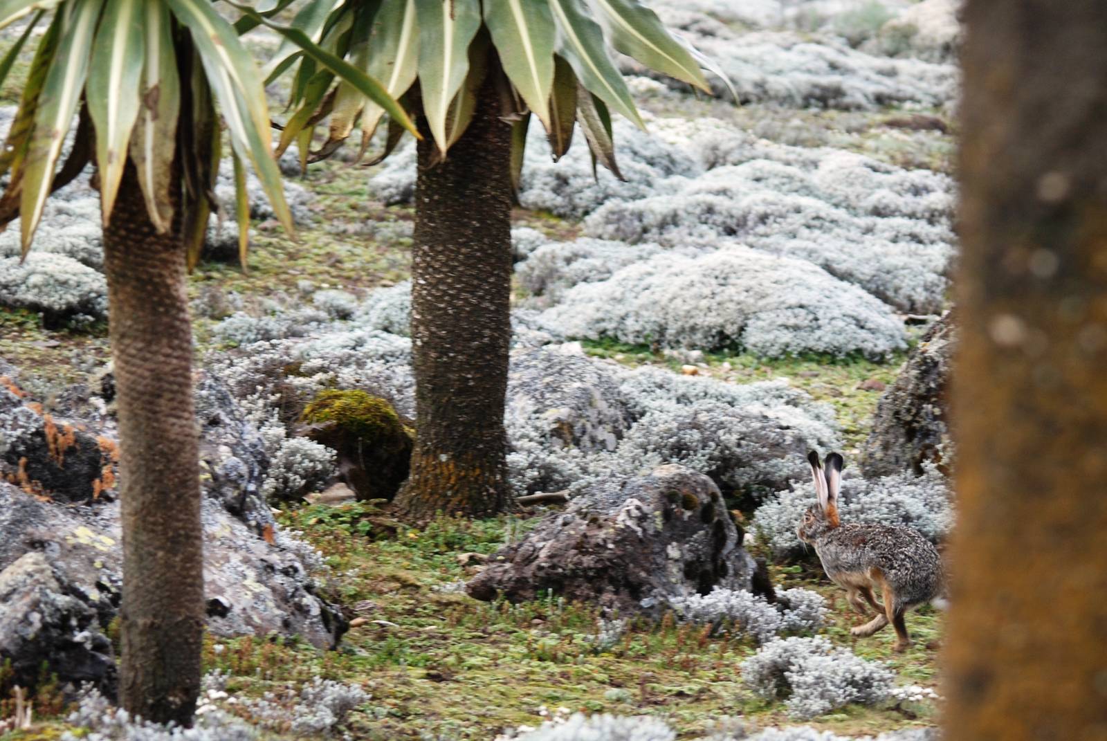 Starck's Hare in Bale Mountains NP, 15/10/14