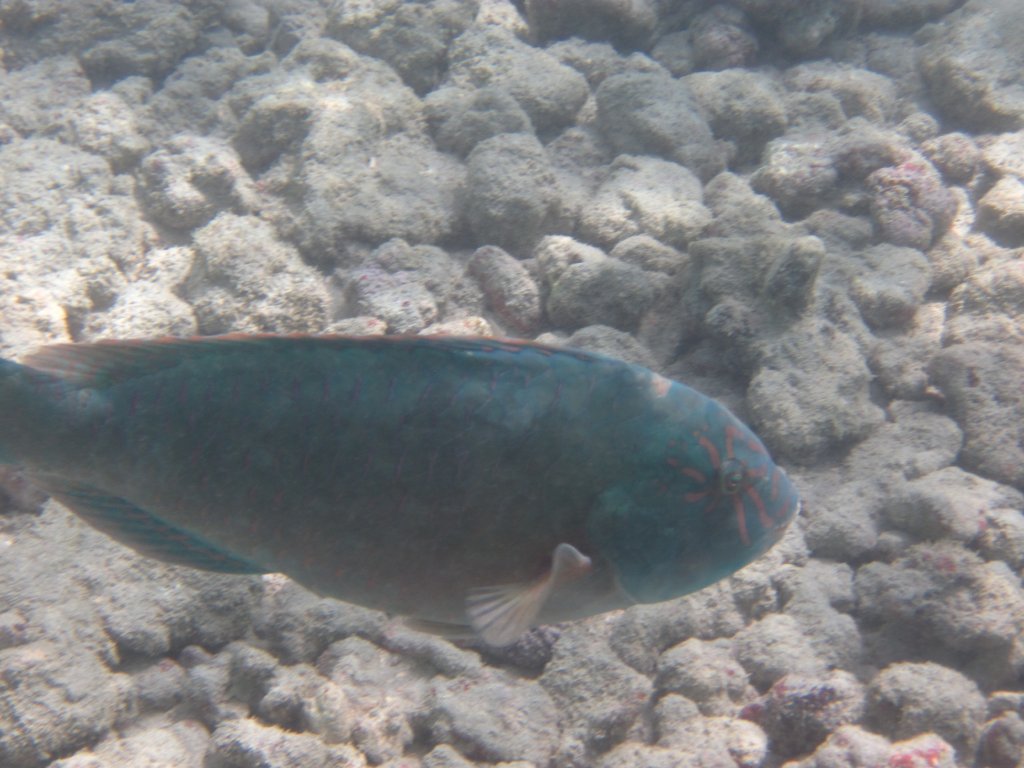 Stareye Parrotfish (Calotomus carolinus) male
