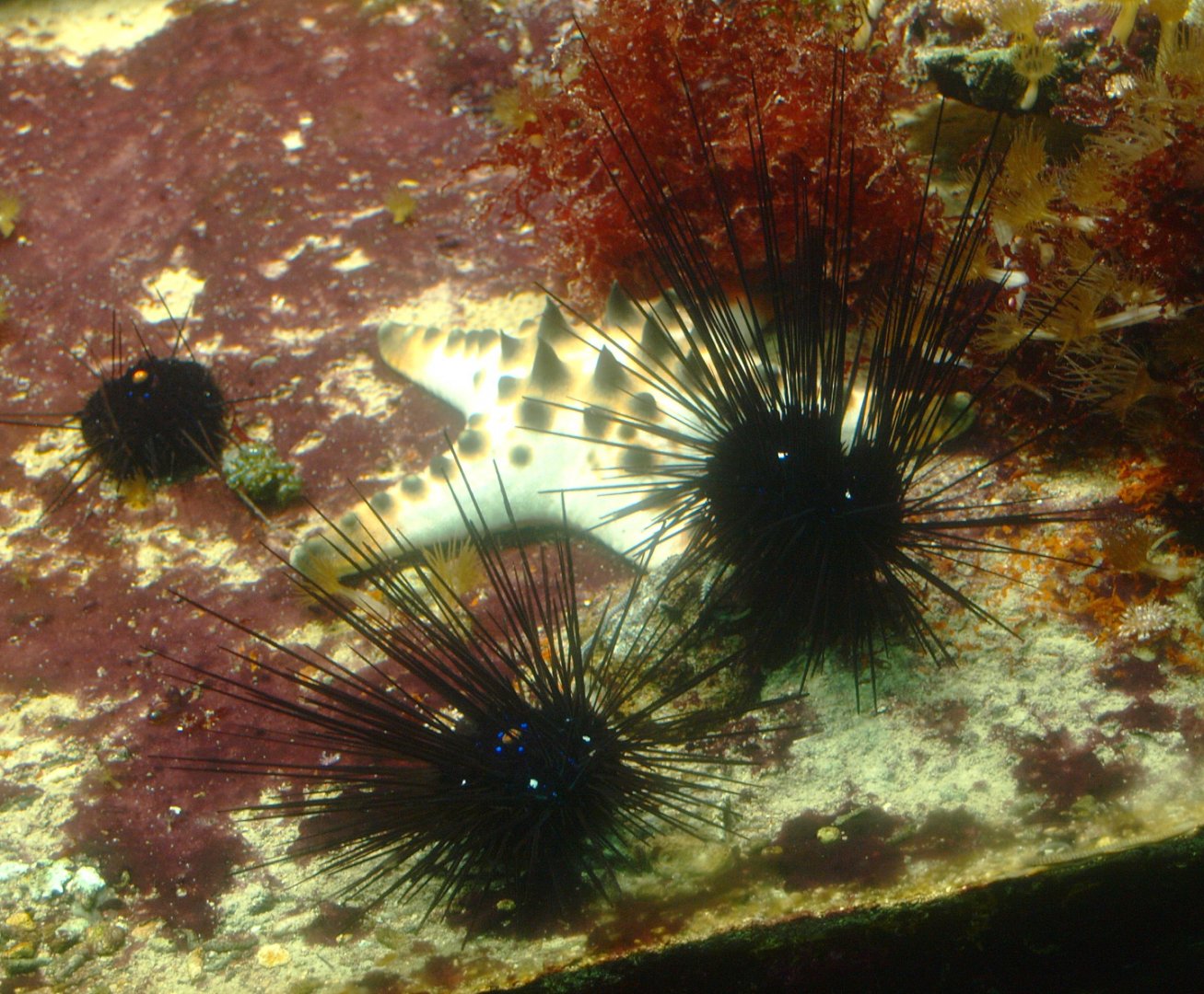 Starfiish and Sea urchins (Exact species unknown), 2015-07-19