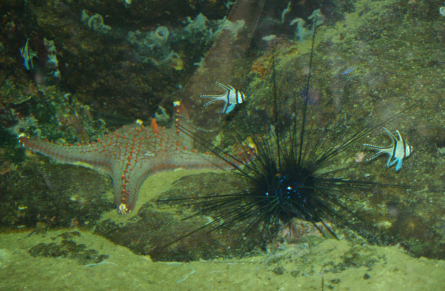 Starfiish, Sea urchin (Exact species unknown) and Banggai cardinalfish (Pterapogon kauderni), 2006-07-08