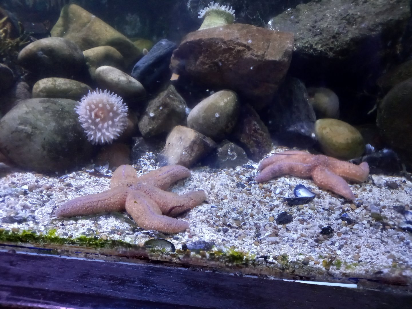 Starfish and Anemone