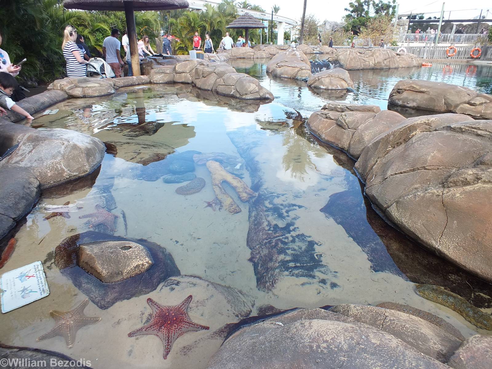 Starfish and Sea Cucumber Touch Pool