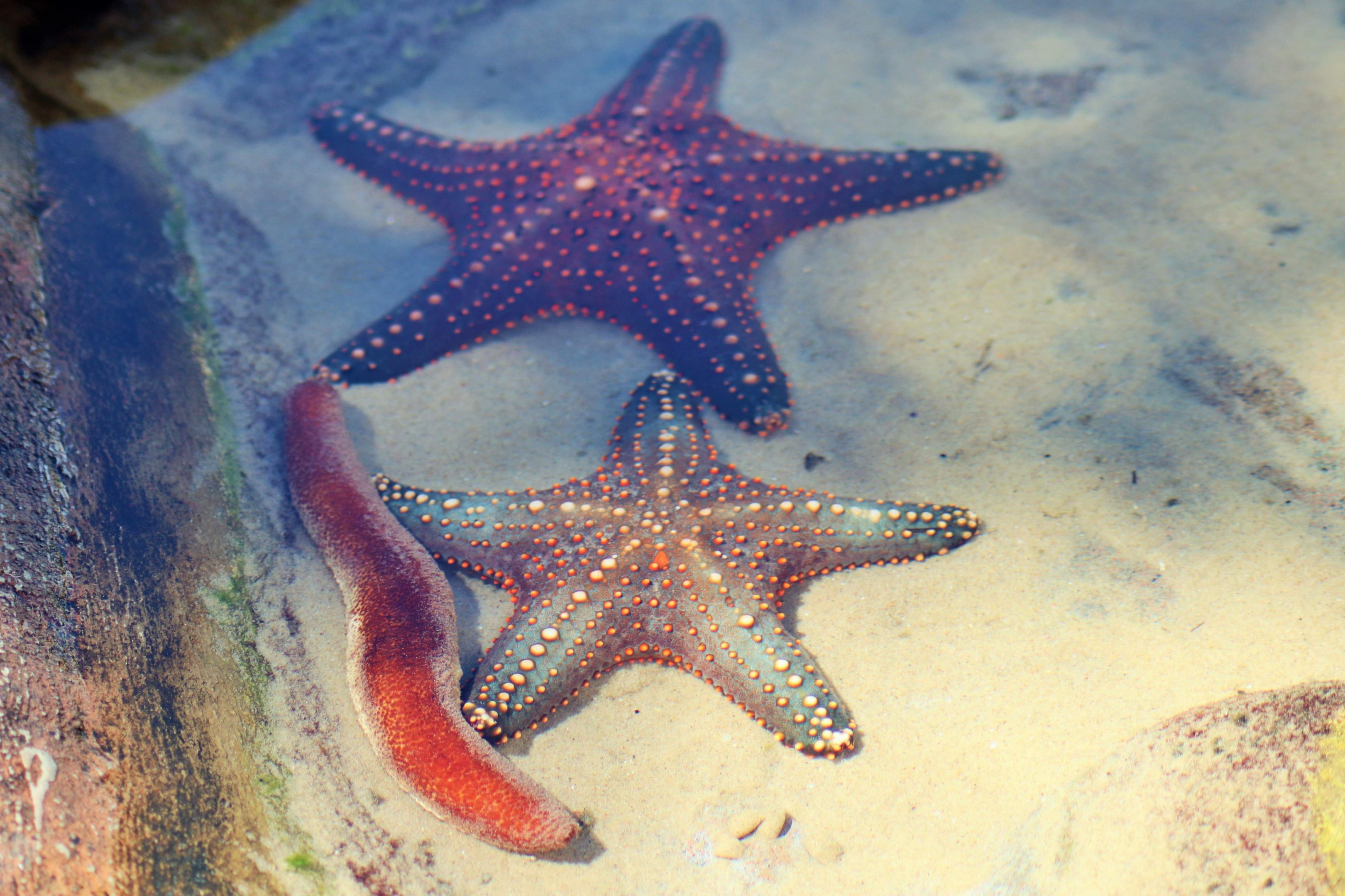 Starfish and Sea Cucumber