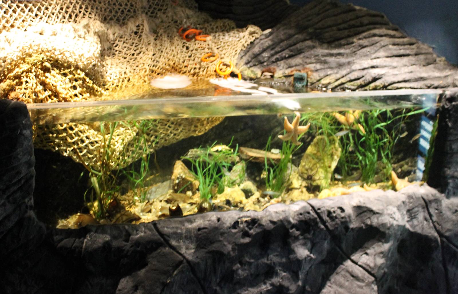 Starfish aquarium