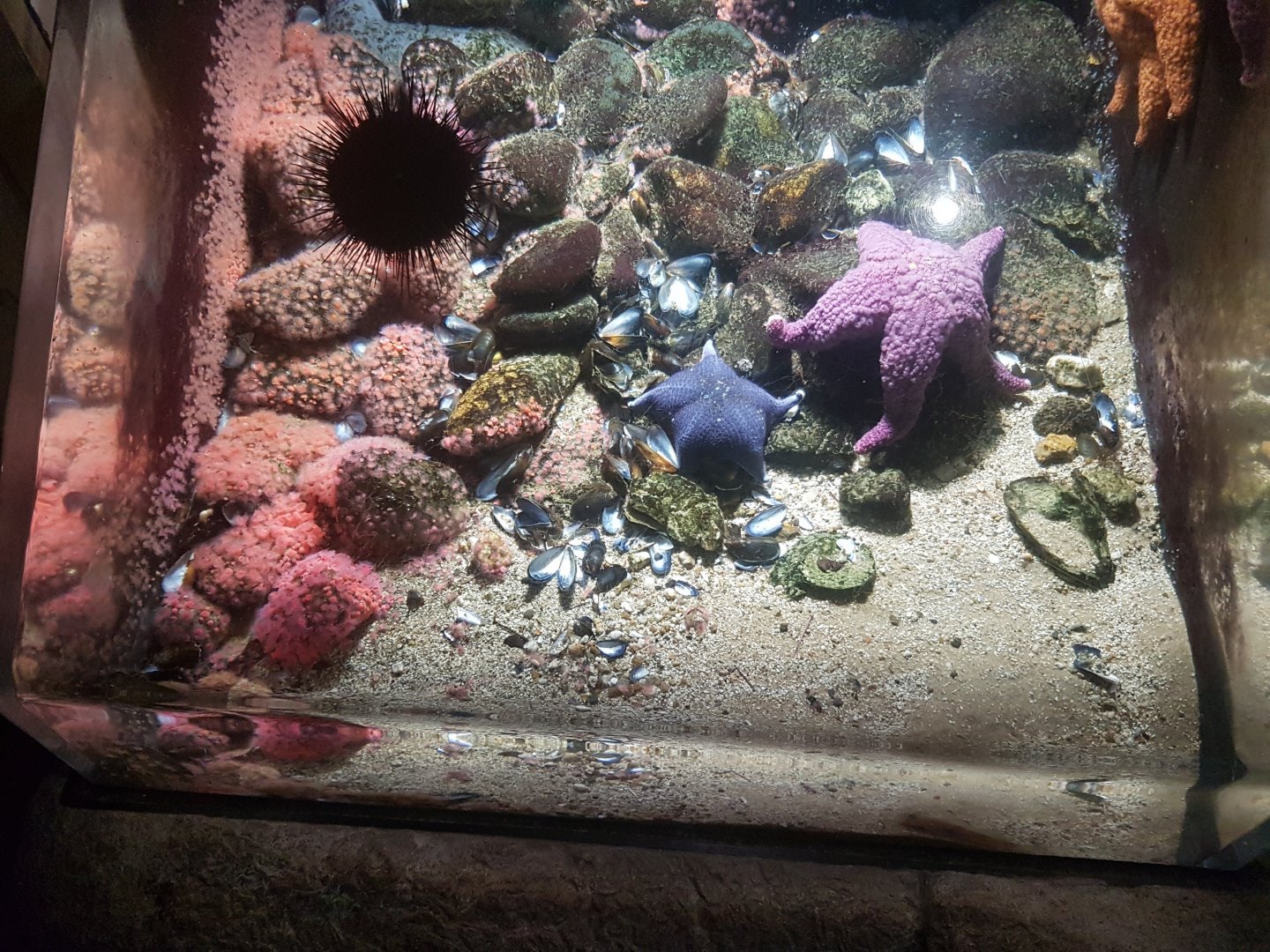 Starfish-aquarium