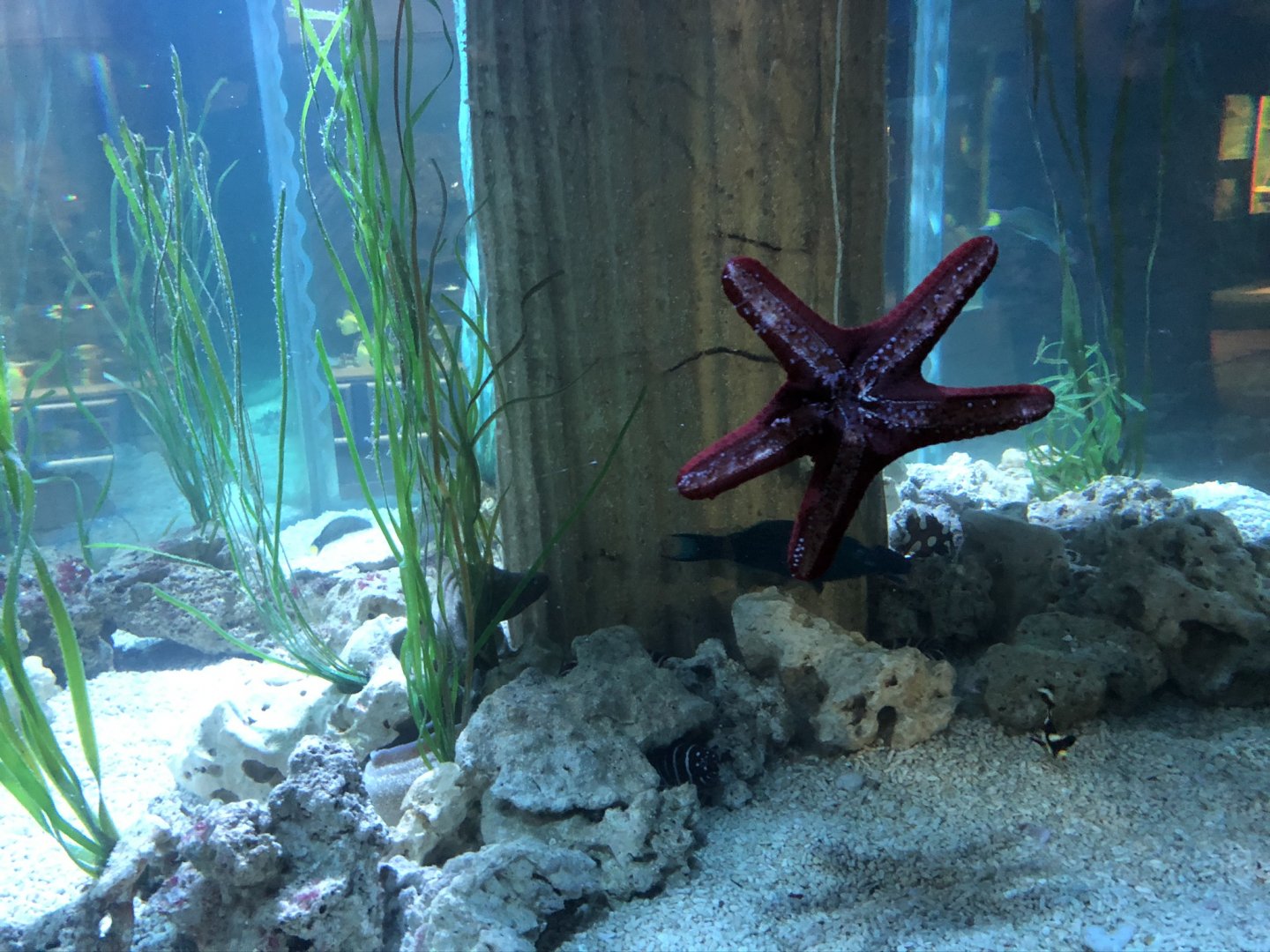 Starfish at Tynemouth Aquarium (2019)