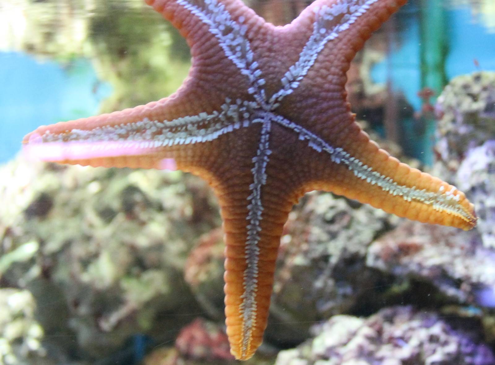 Starfish - bottom-side
