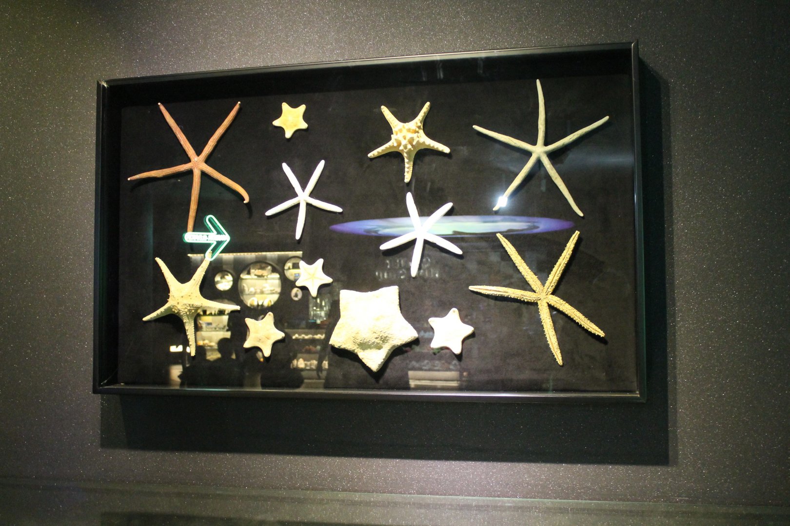 Starfish display