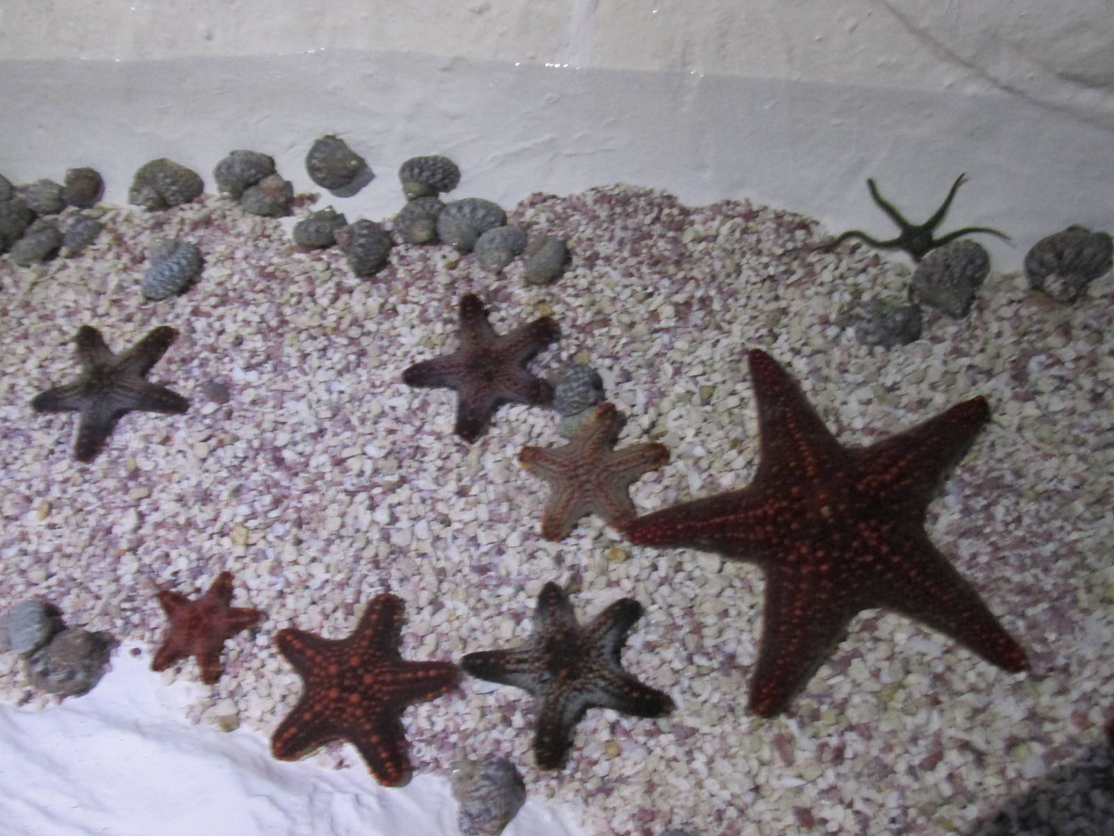 starfish exhibit acuario inbursa