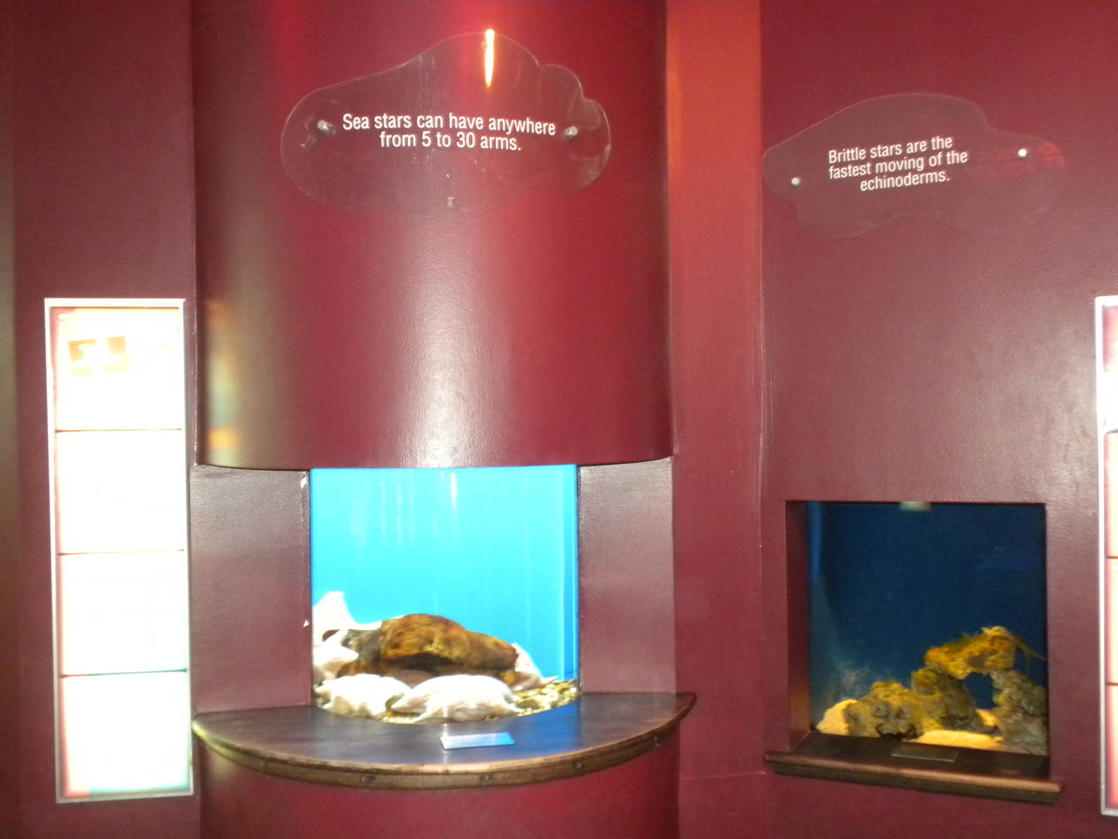 Starfish exhibits