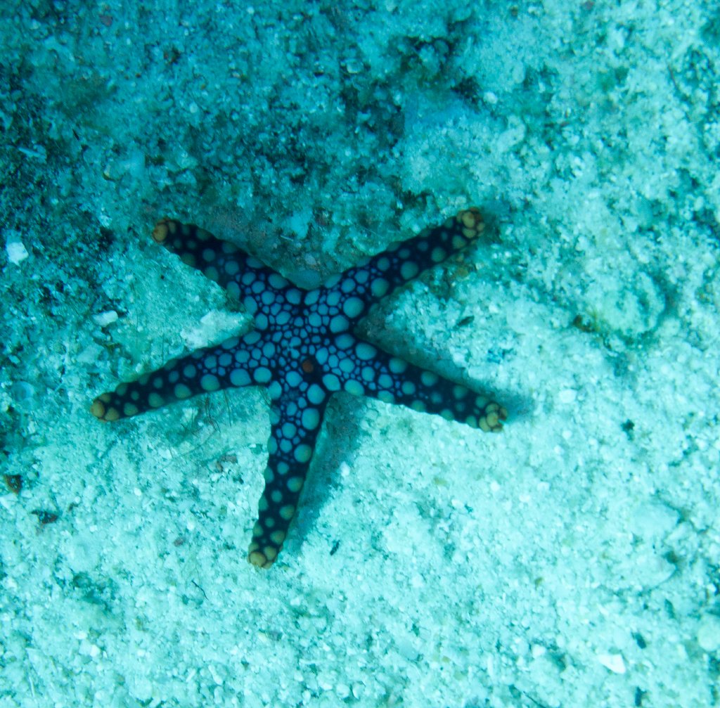 Starfish, Fromia sp.