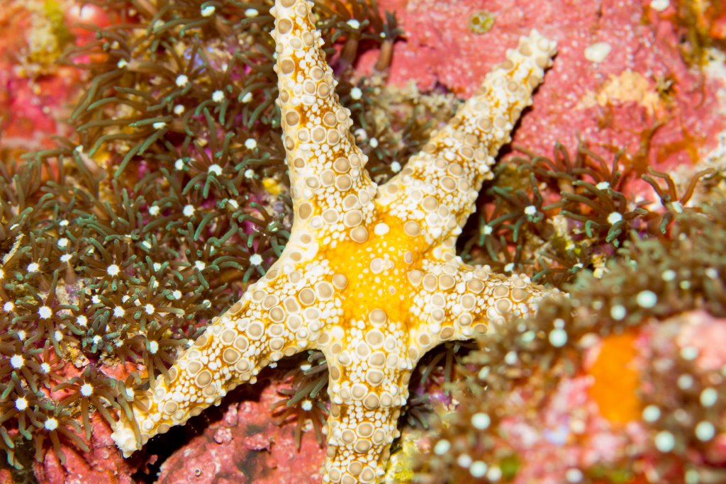 Starfish - Fromia spp.