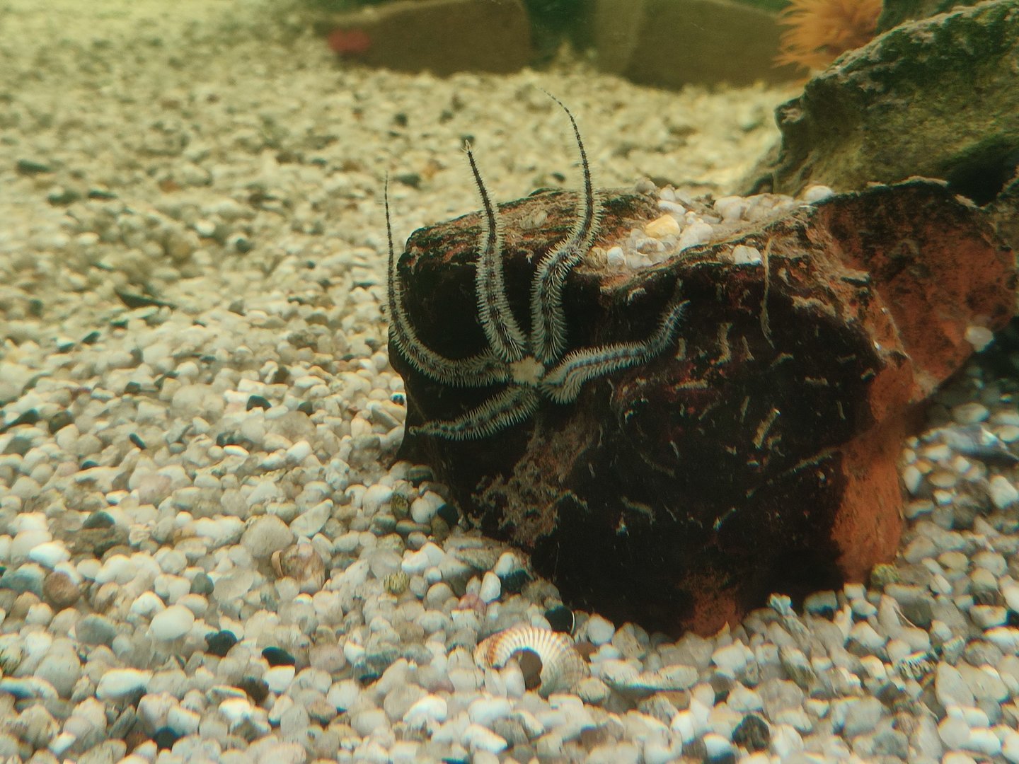 Starfish ID? (Maybe common brittle star (Ophiothrix fragilis)?)