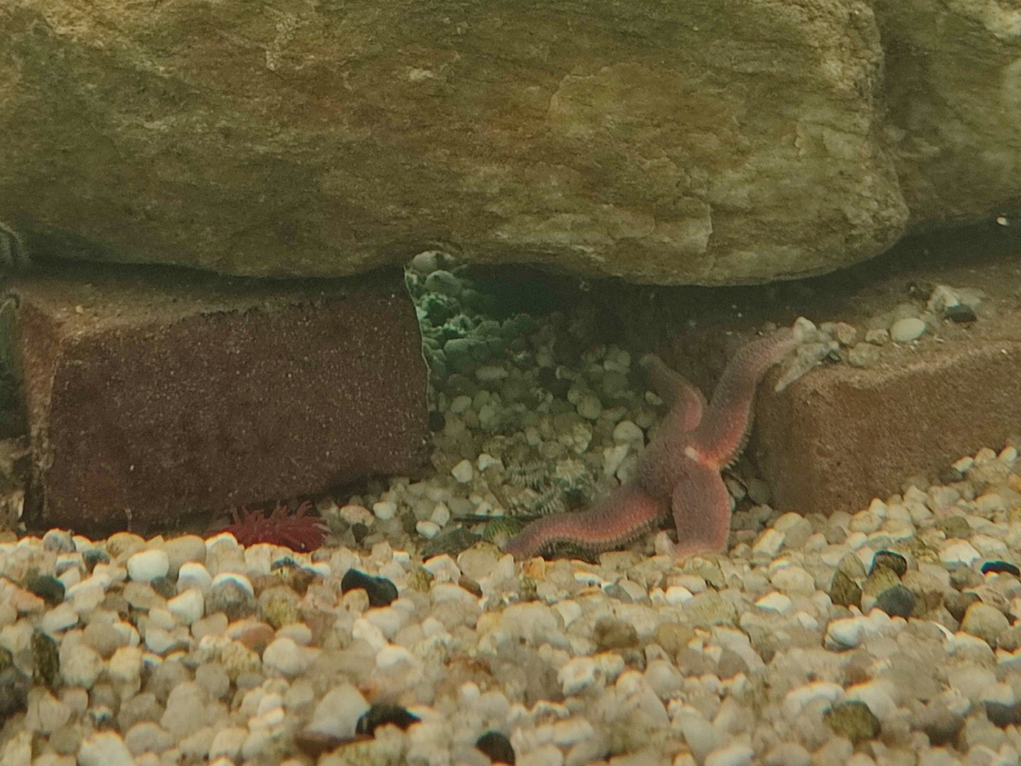 Starfish ID? (Maybe common starfish (Asterias rubens)?)