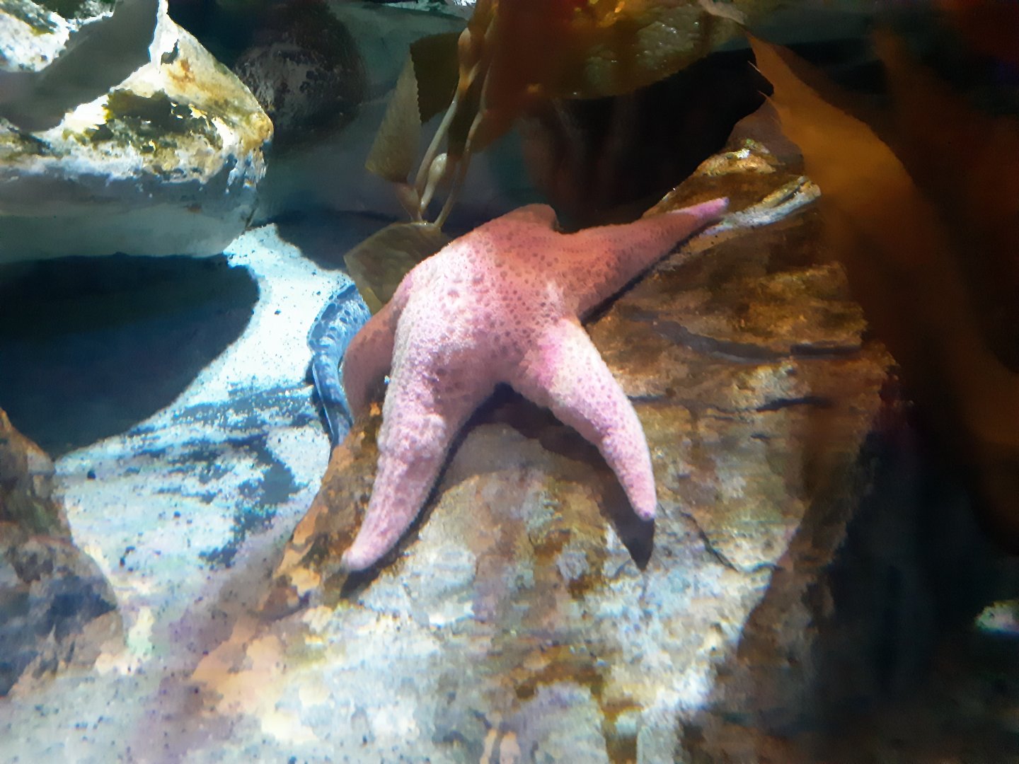Starfish (ID?)