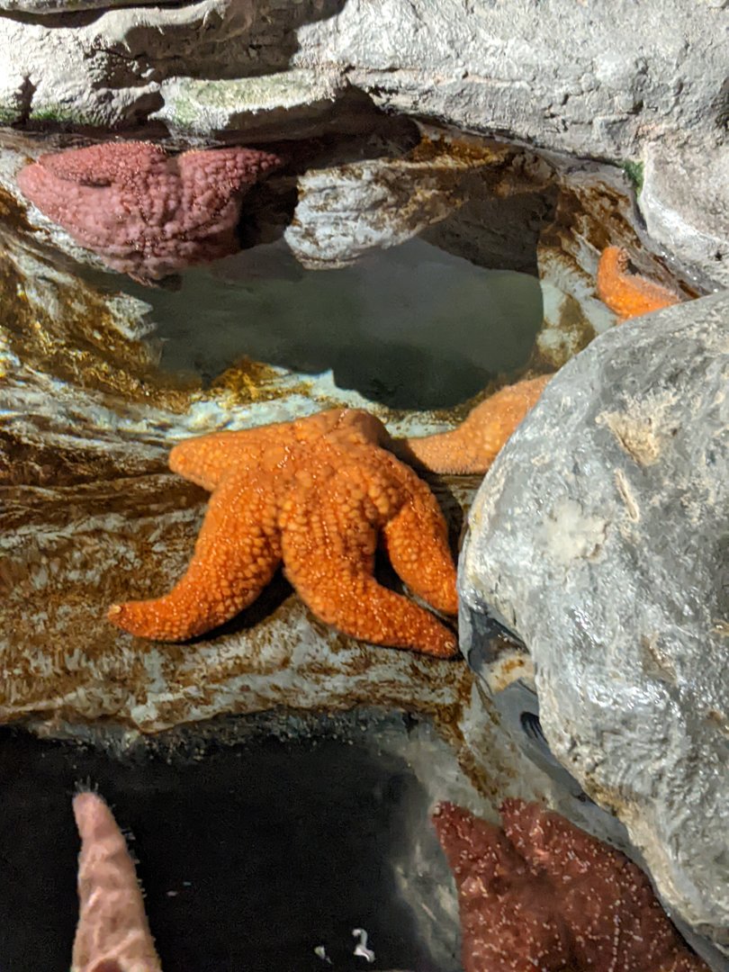 Starfish ID