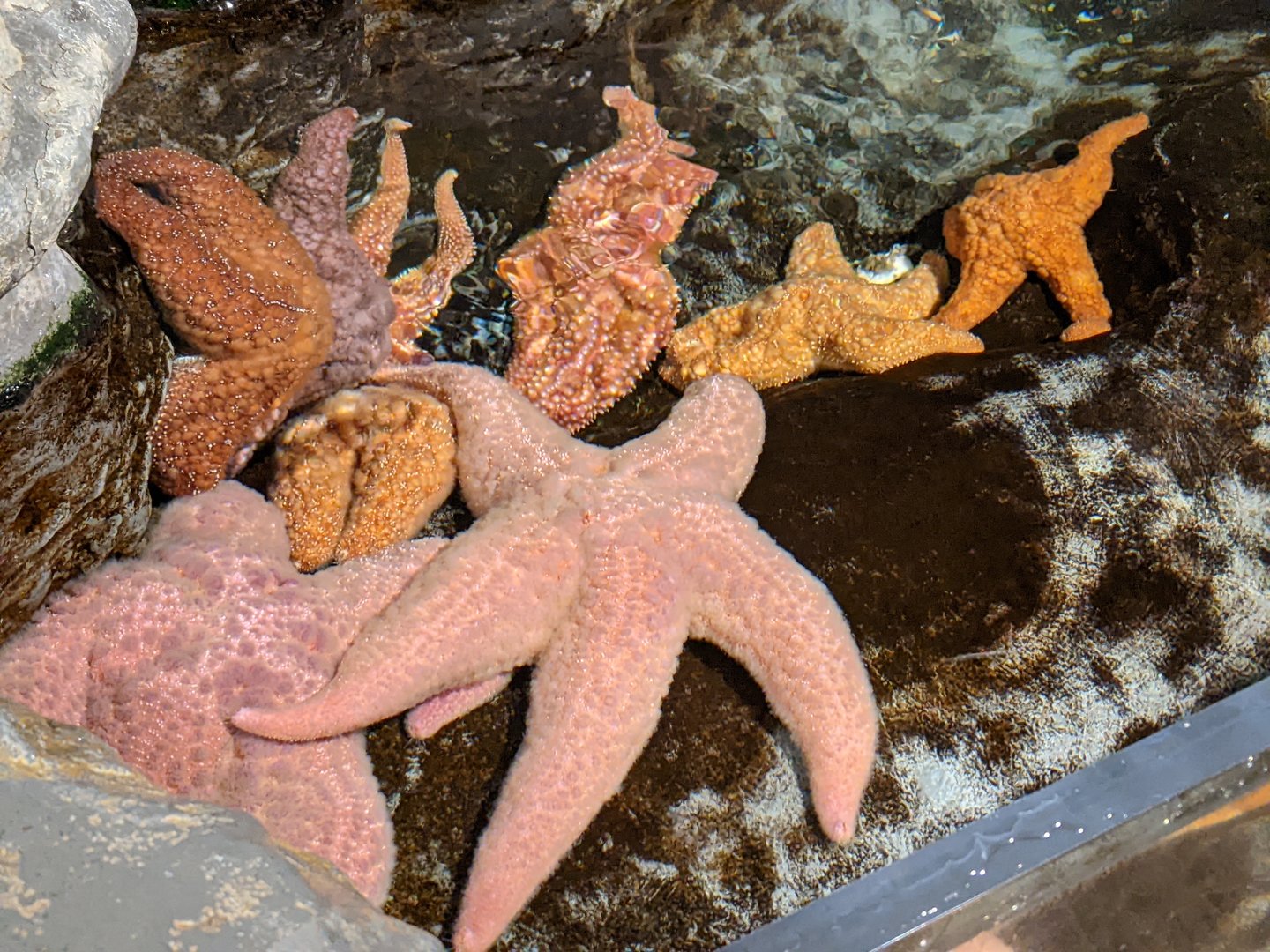 Starfish ID