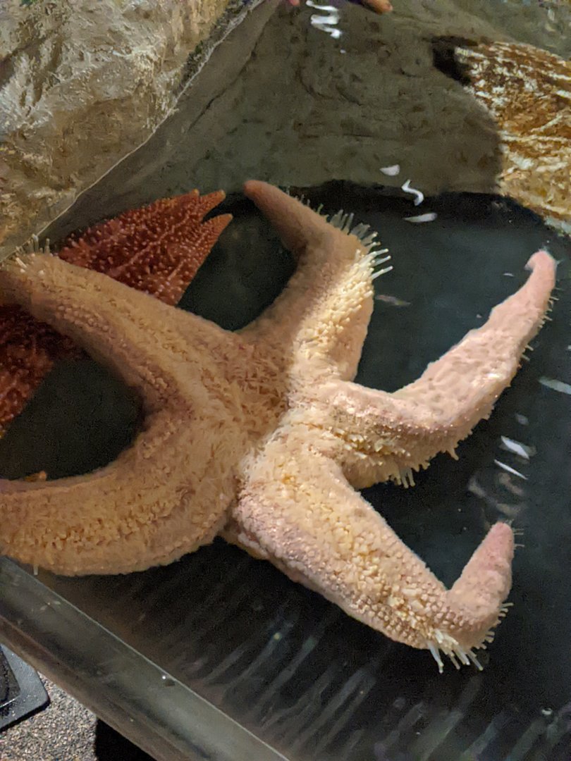 Starfish ID
