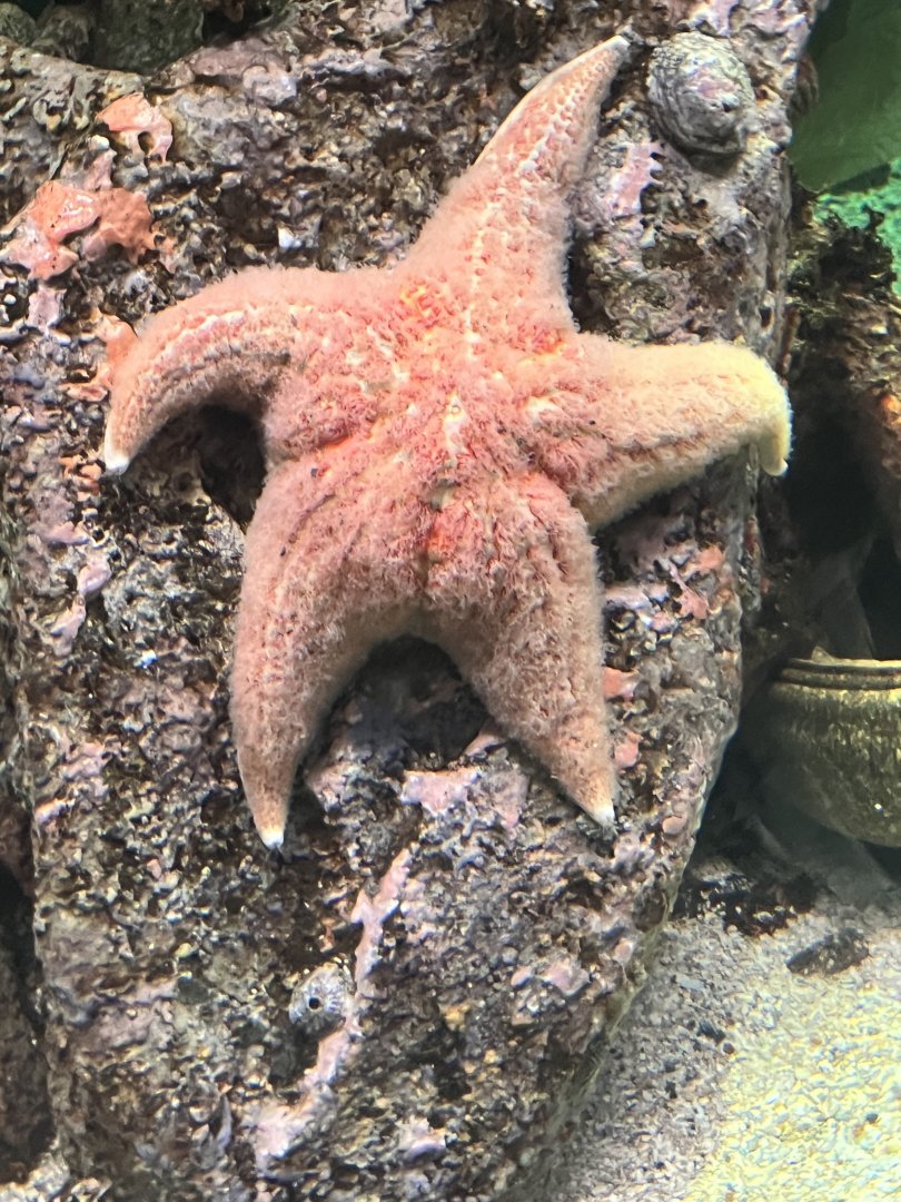 Starfish ID