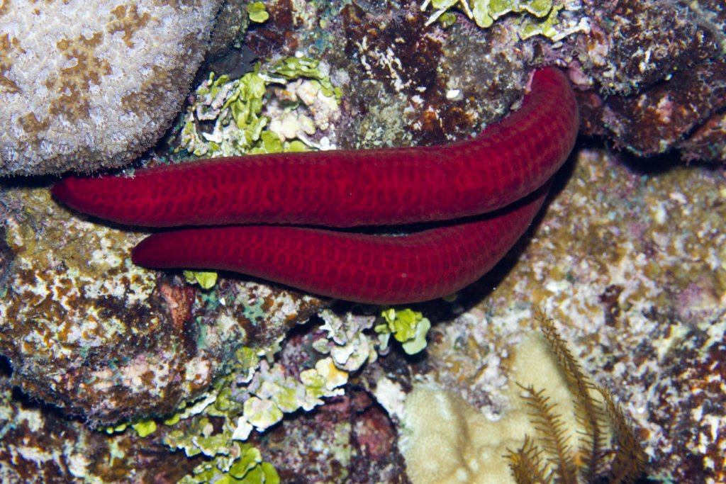 Starfish (Leiaster spp.)