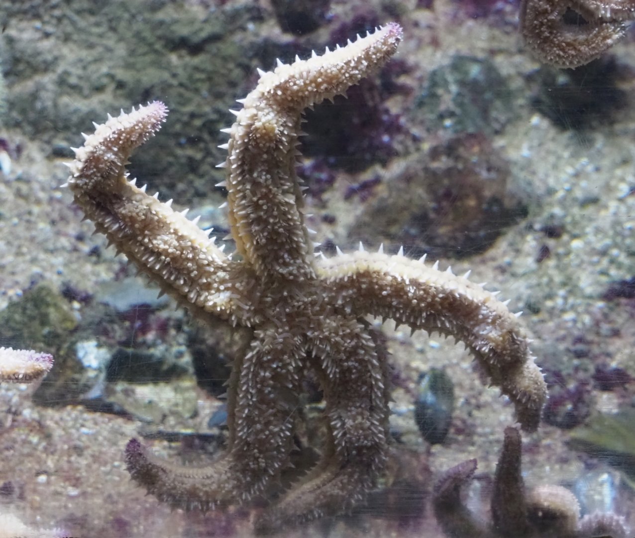 Starfish (Nov 10th, 2018)