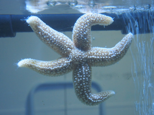 Starfish or Sea Star 2015