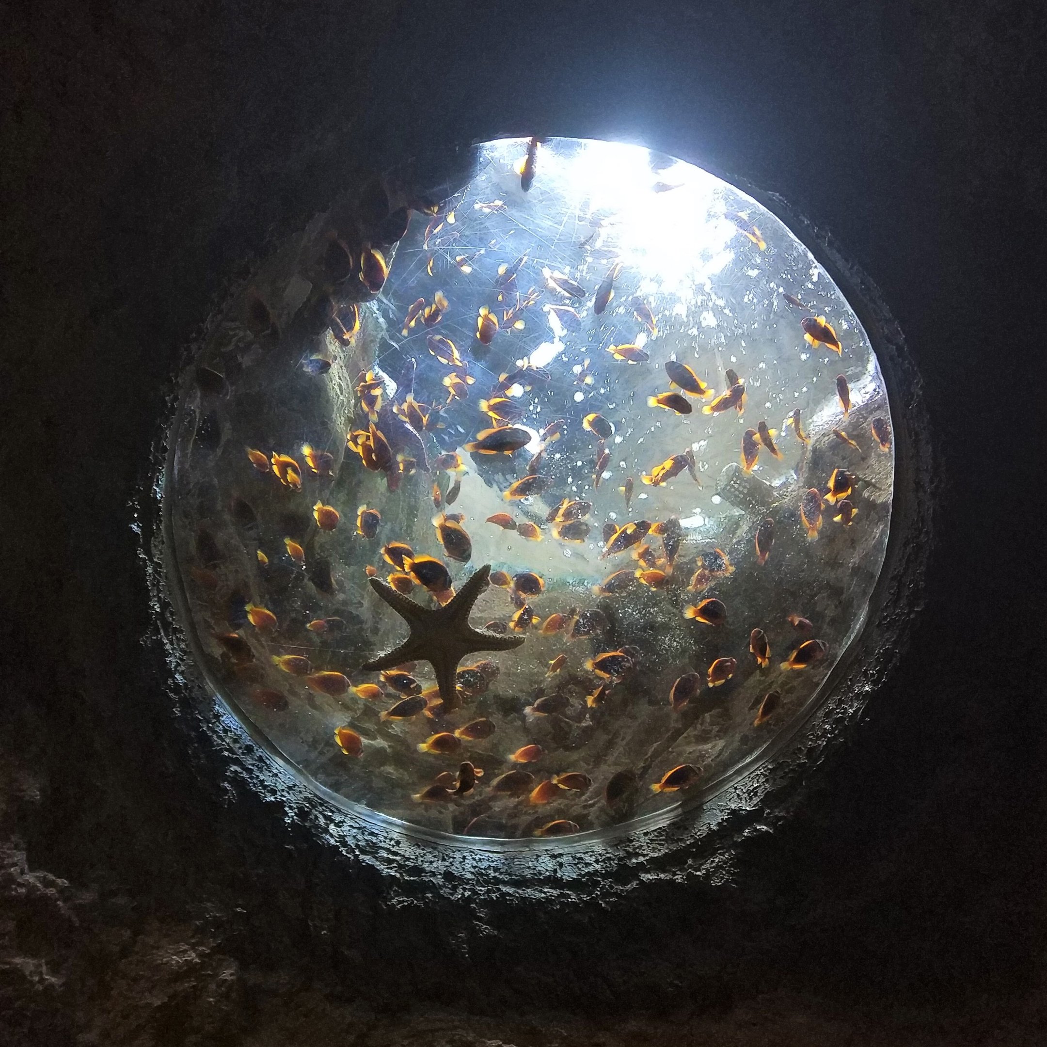 Starfish Overhead Porthole