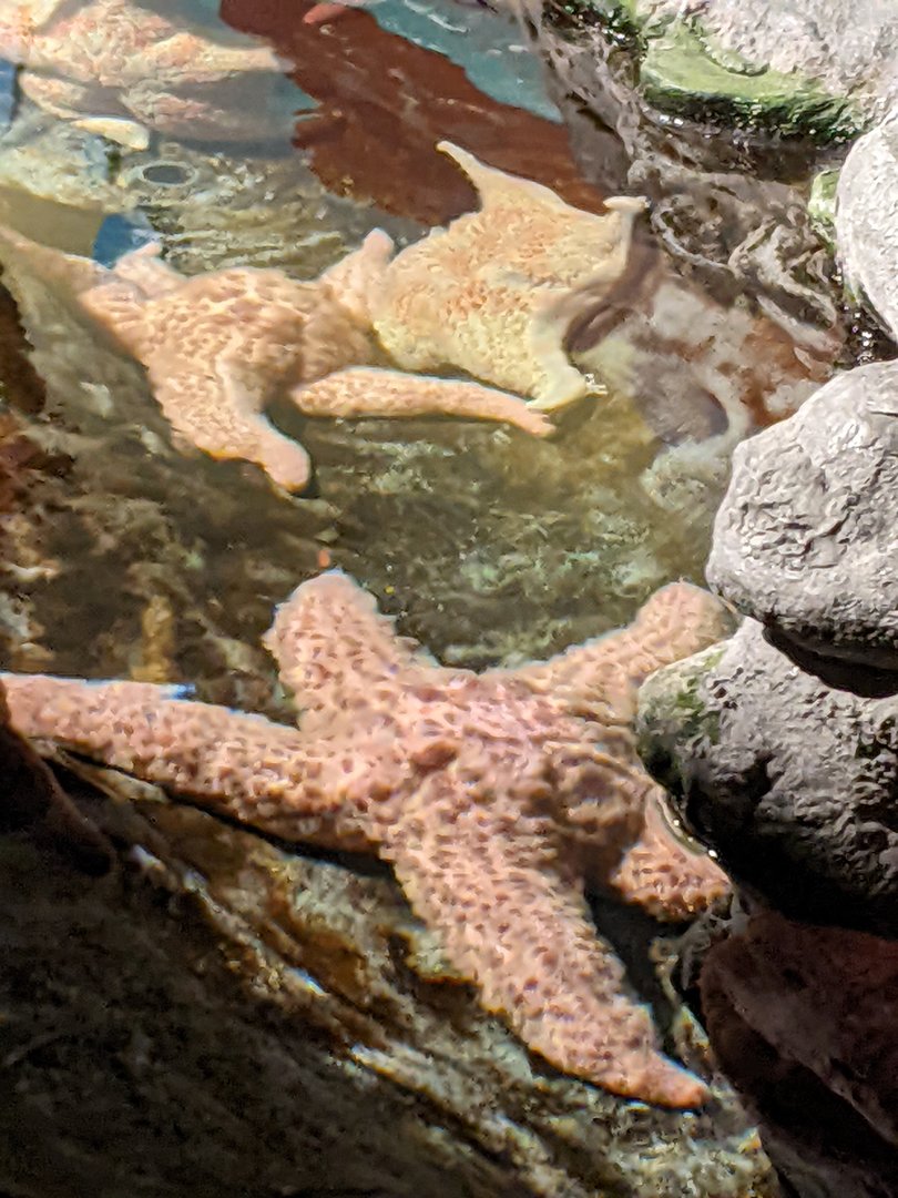 Starfish - Polar Playground