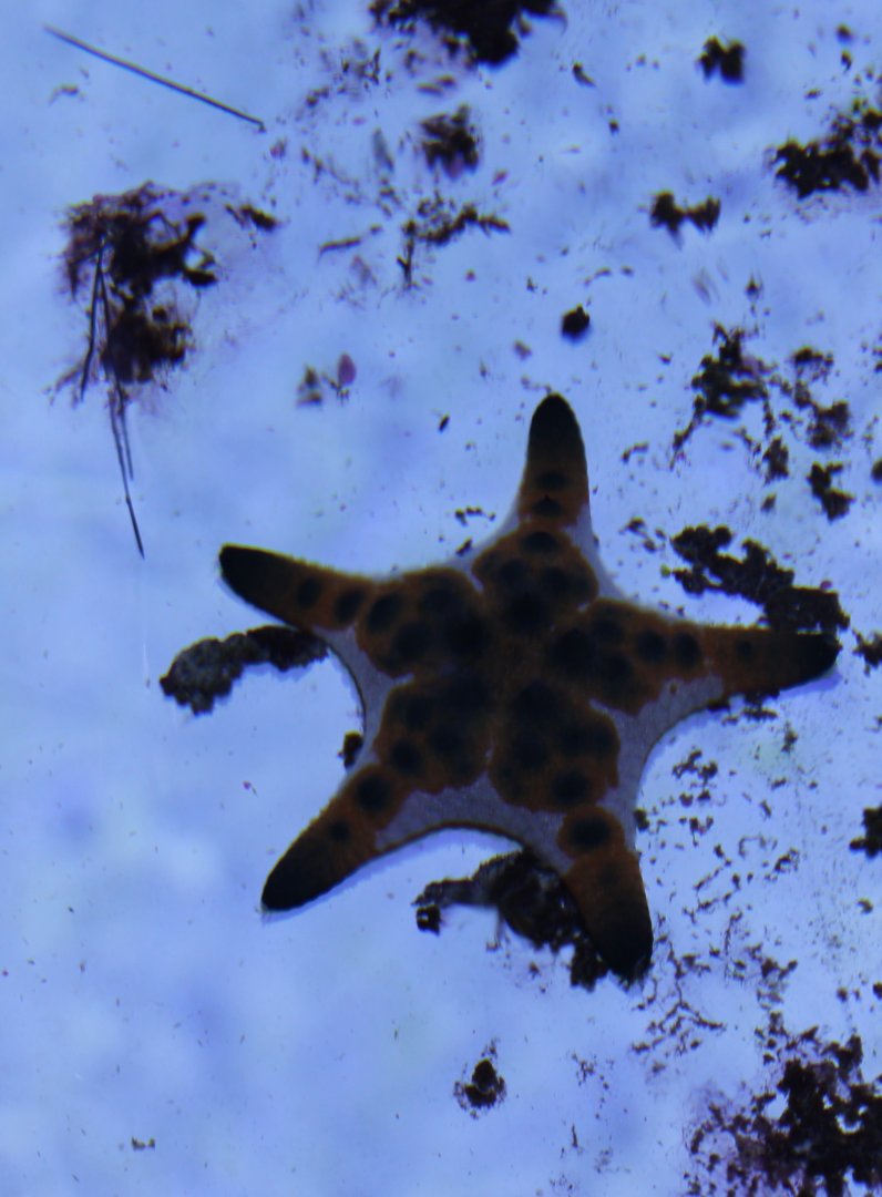 Starfish - Protoreaster nodosus