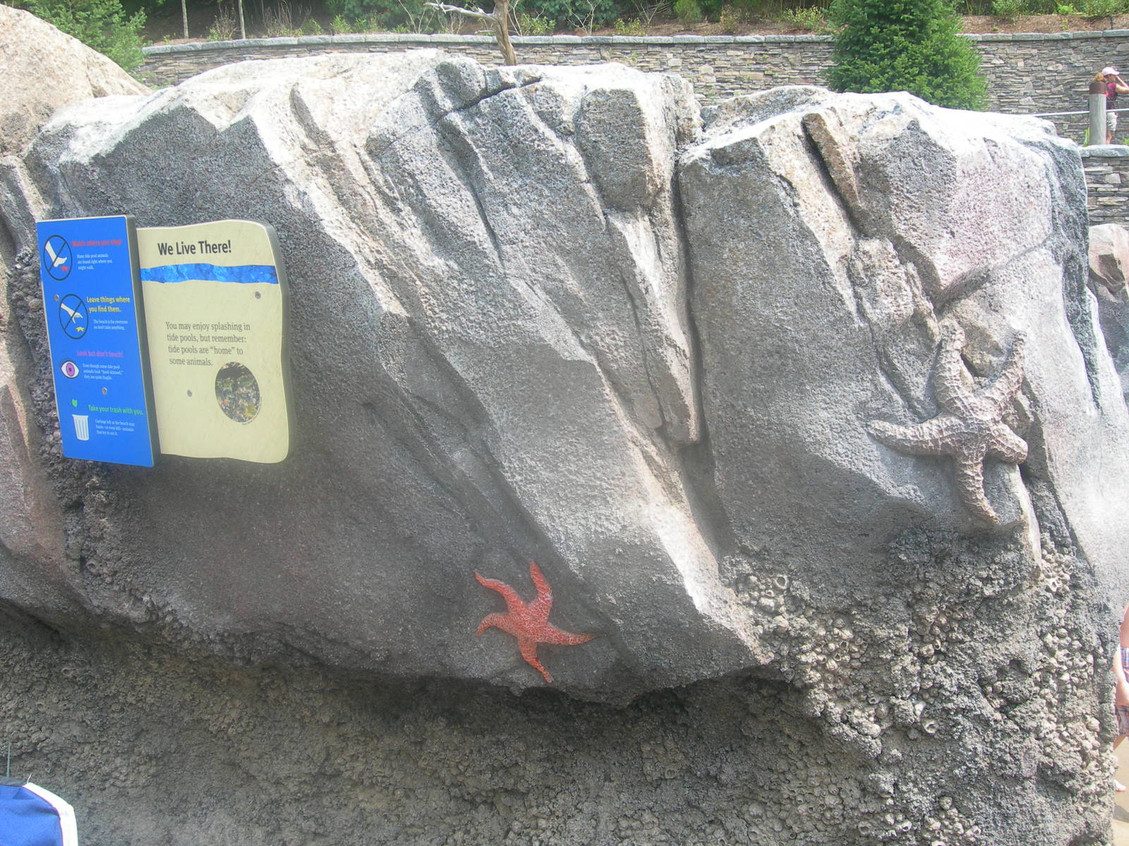 Starfish Sculpture