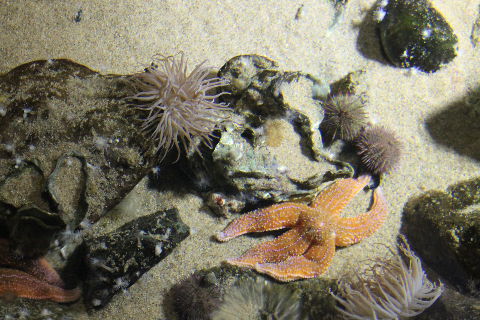 Starfish - Sea-urchin and Sea-anemone