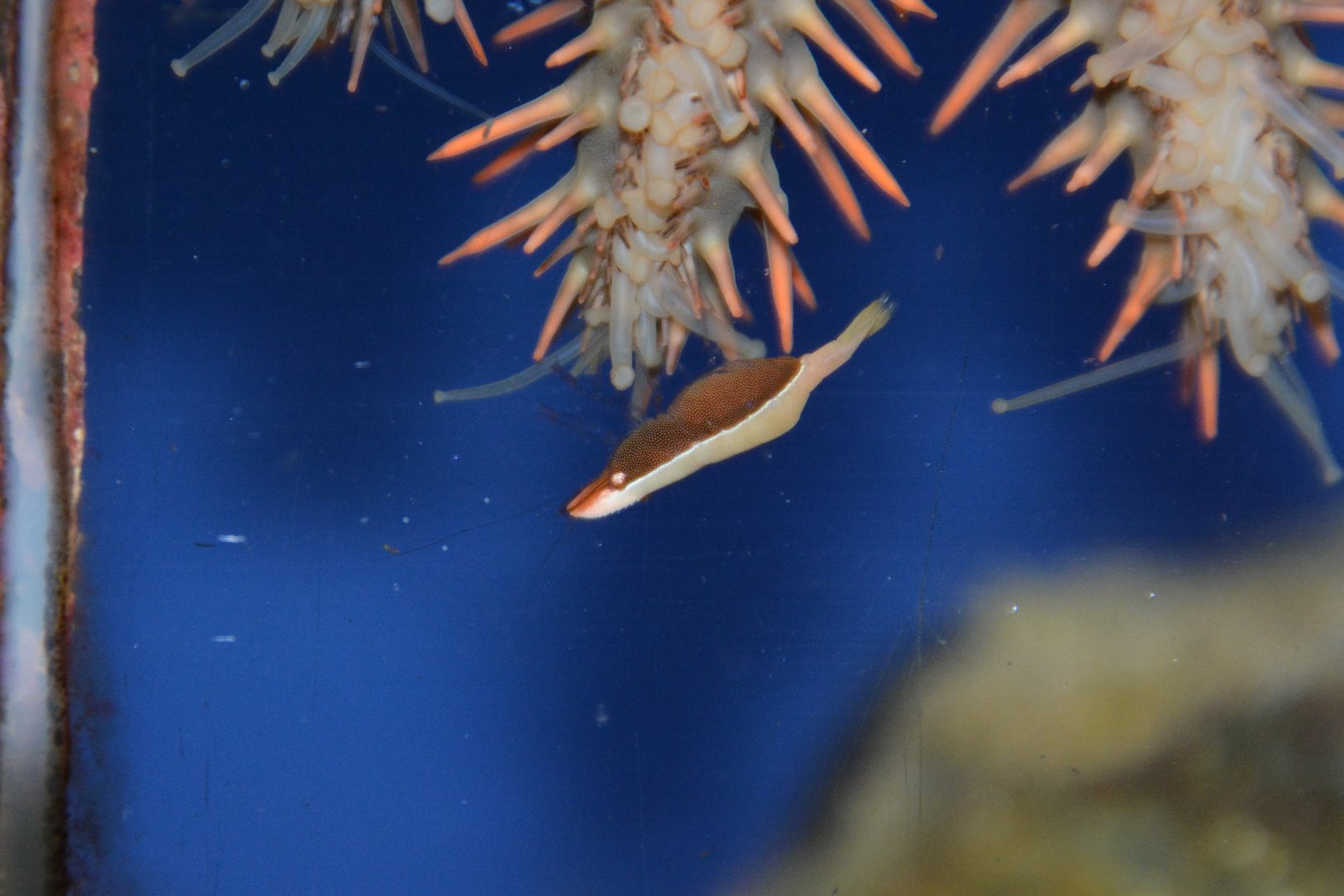 Starfish shrimp (Zenopontonia soror)
