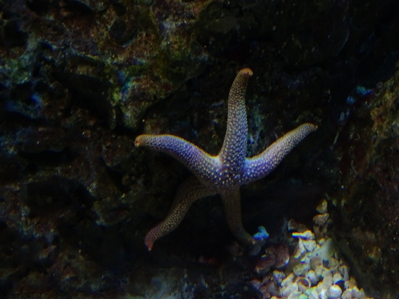Starfish species (Nardoa sp??) at Houston Zoo