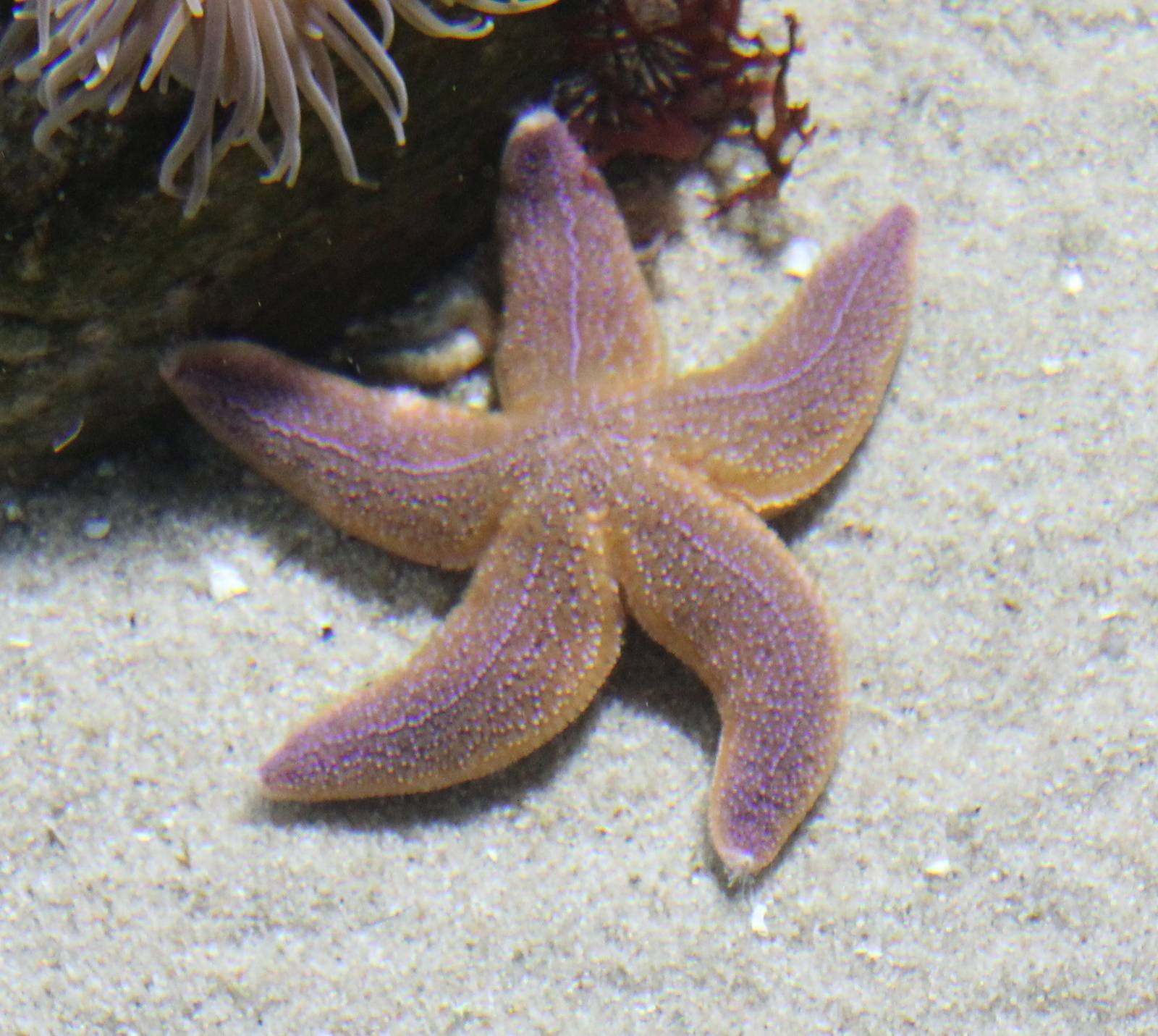 Starfish species
