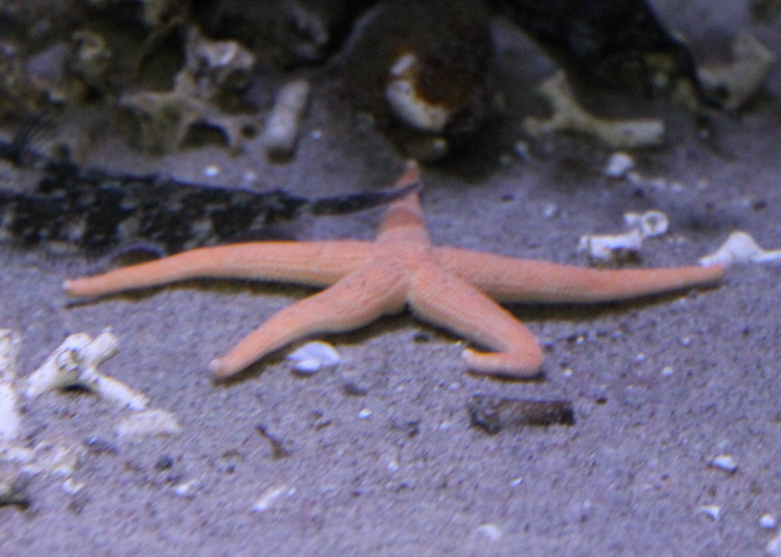 Starfish species