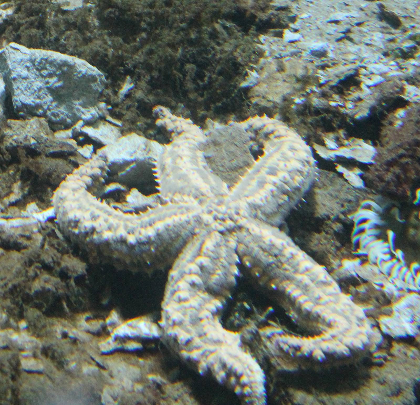 Starfish species