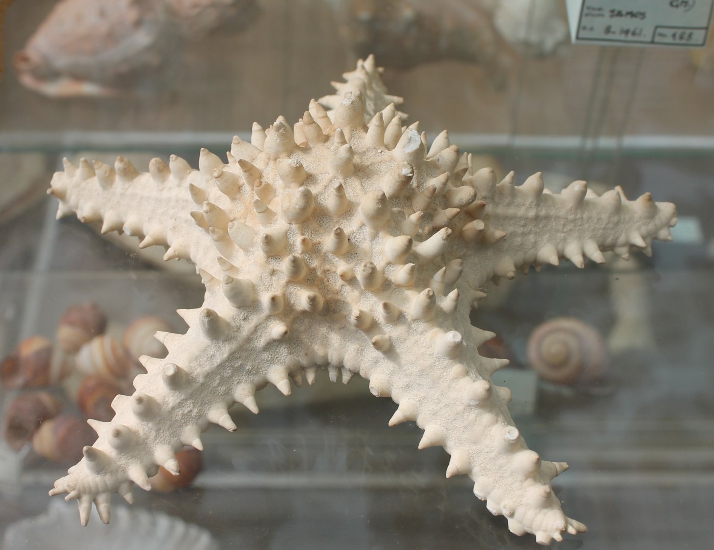 Starfish species