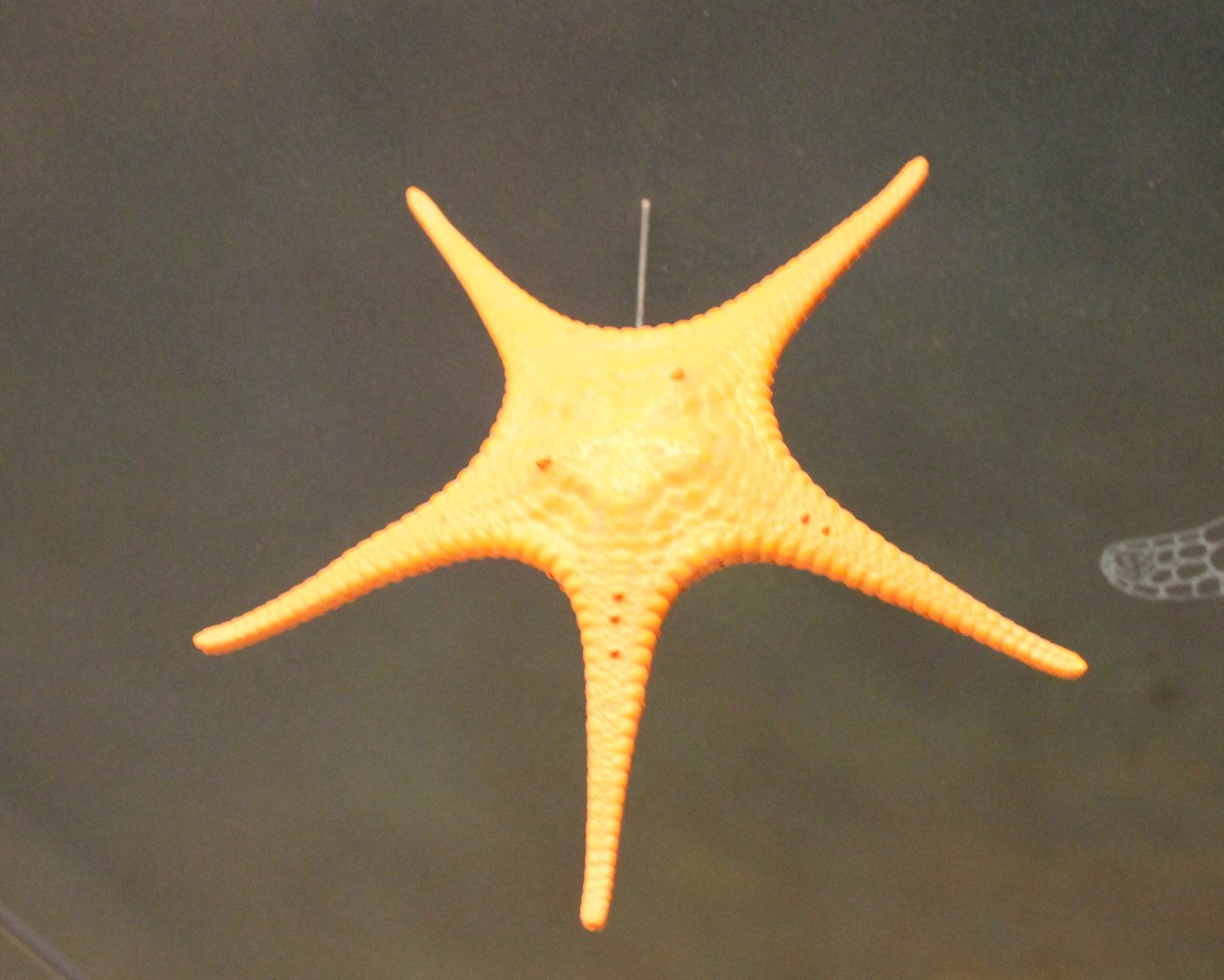 Starfish-species