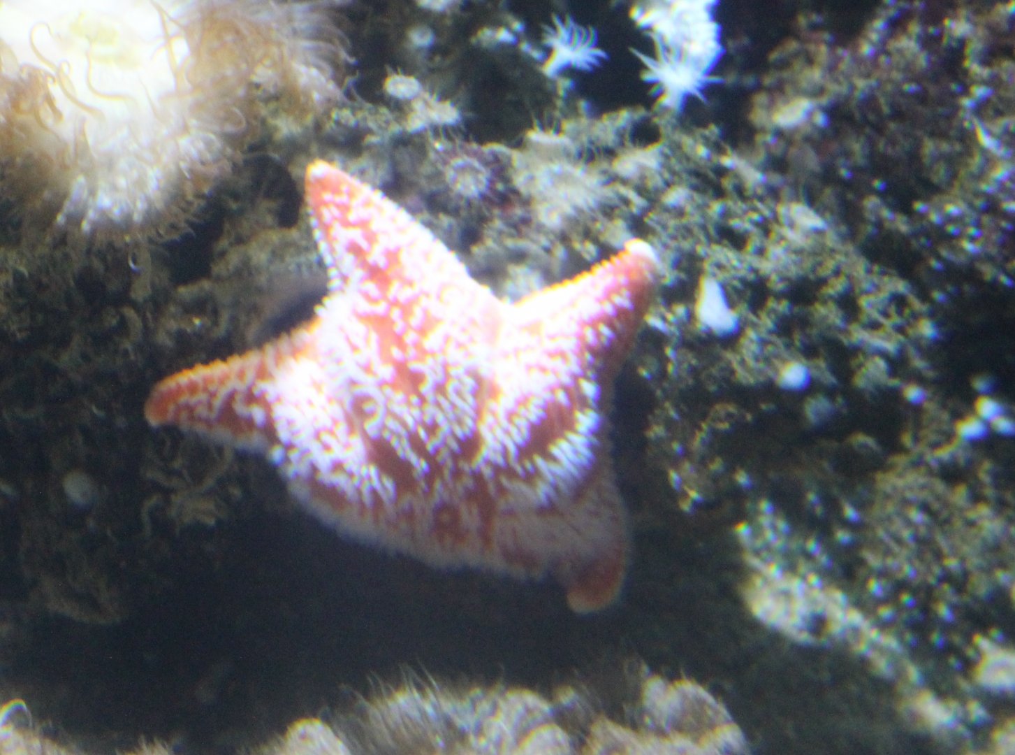 Starfish-species