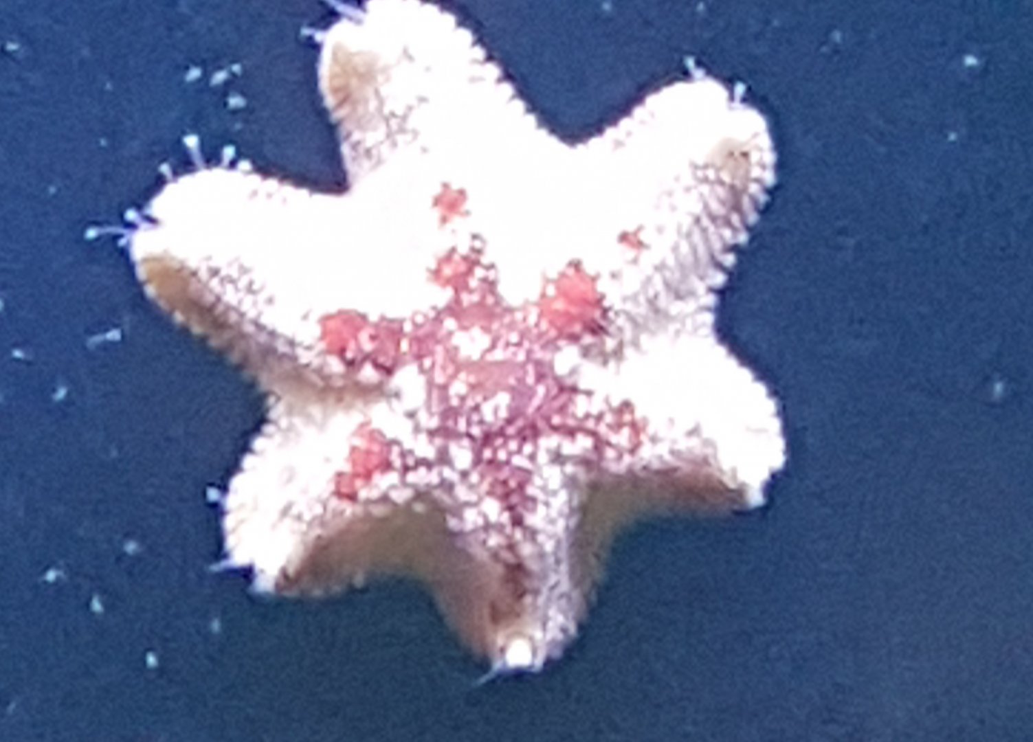 Starfish-species