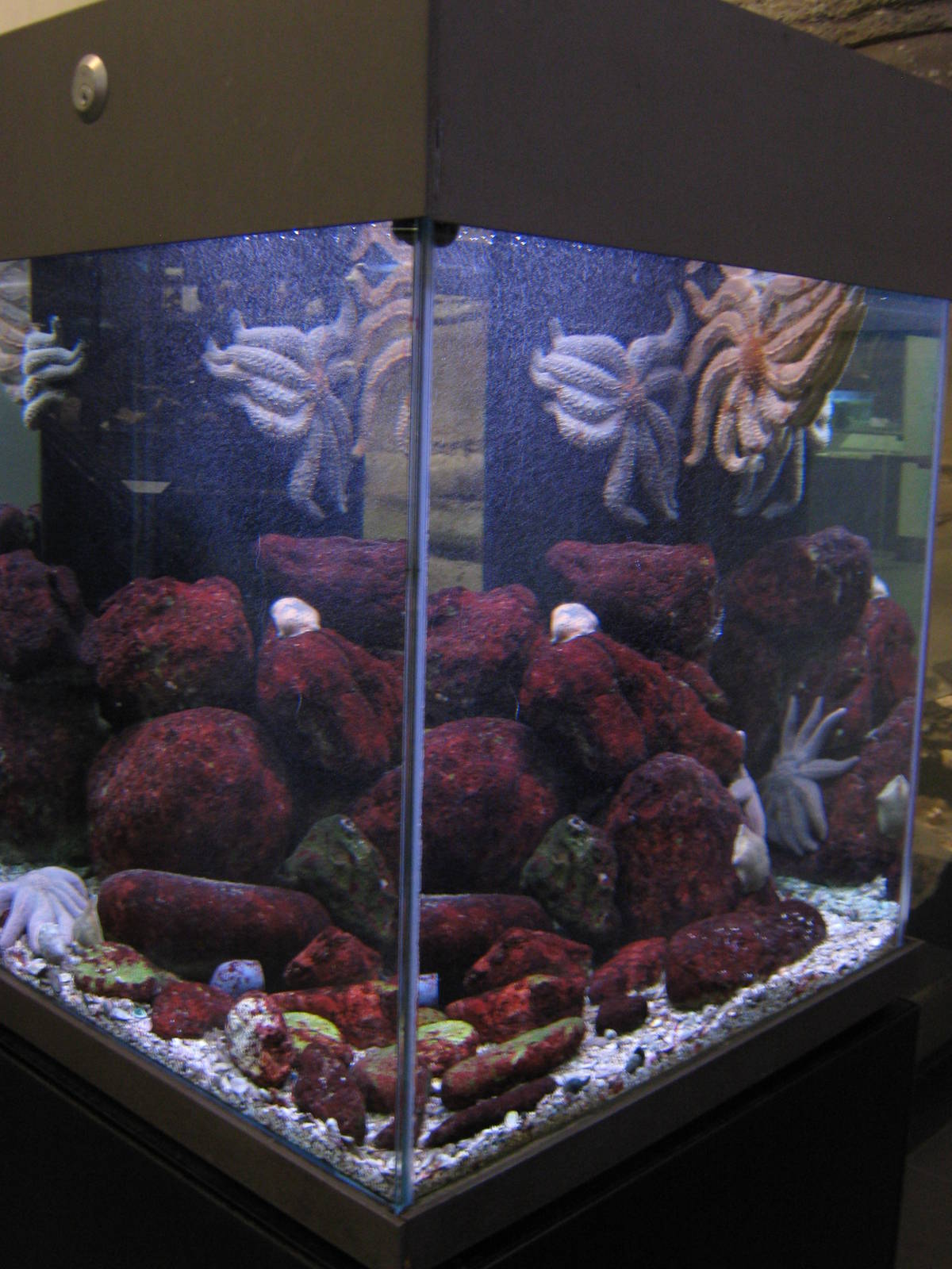 starfish tank at Auckland Museum