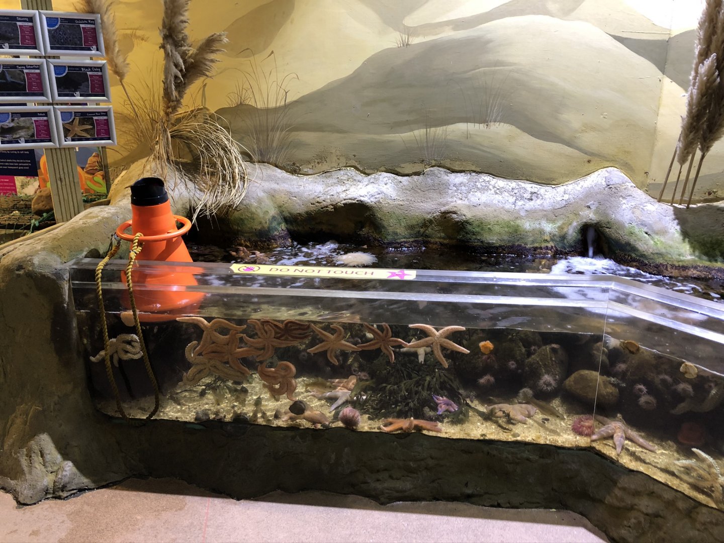 Starfish Tank at Tynemouth Aquarium (2019)
