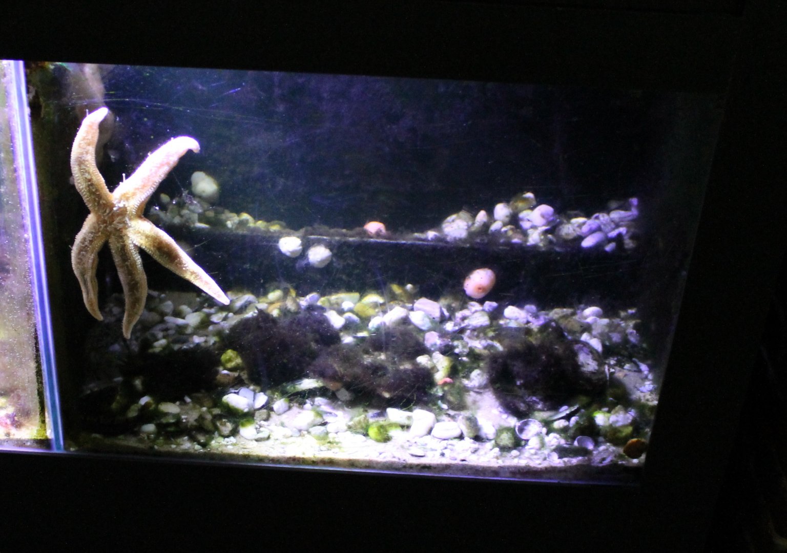 Starfish-tank