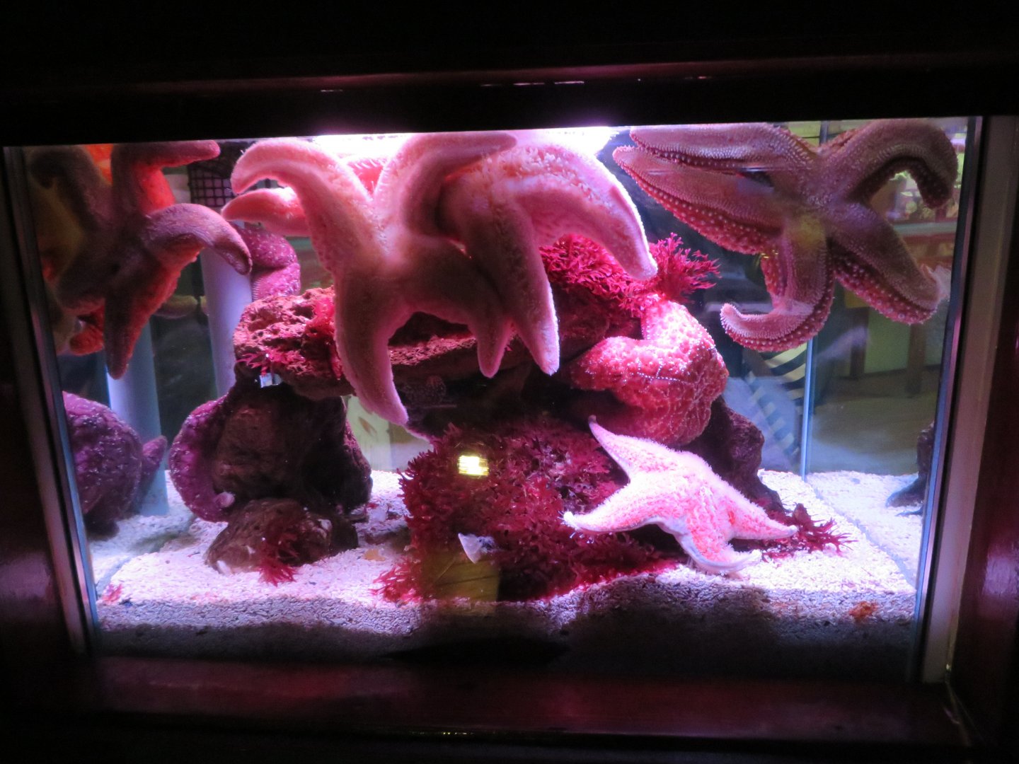 Starfish Tank